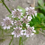 Top view of delicate white coriander flowers blooming in a garden setting.