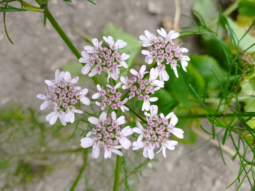 Top view of delicate white coriander flowers blooming in a garden setting.