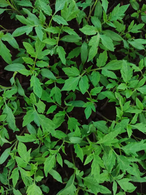 Top view of lush green tomato seedlings, perfect for gardening and agriculture projects.