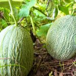 Melon charentais jaune : semis en mai, récolte en 4 à 5 mois, le froid en embuscade Two ripe melons hanging on a vine in a lush green garden, showcasing nature's abundance.