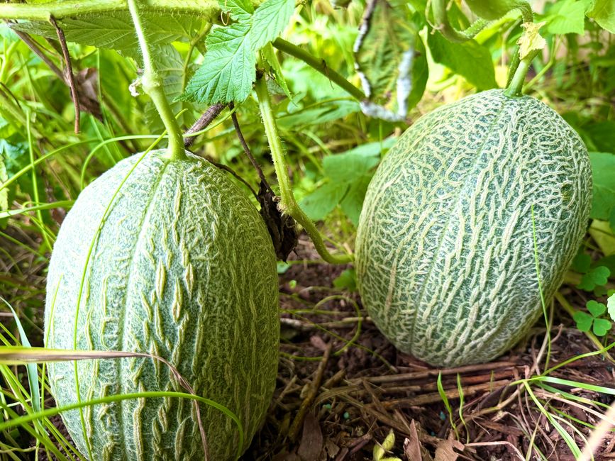 Two ripe melons hanging on a vine in a lush green garden, showcasing nature's abundance.