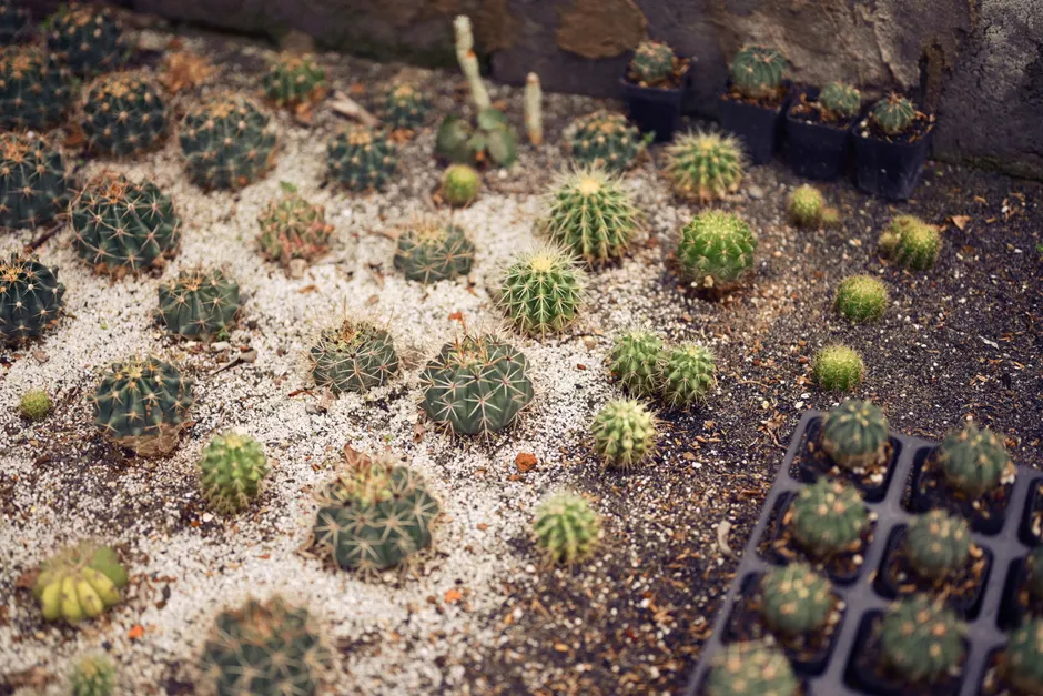 Various cactus plants growing in sandy soil, showcasing diversity and texture, perfect for gardening themes.