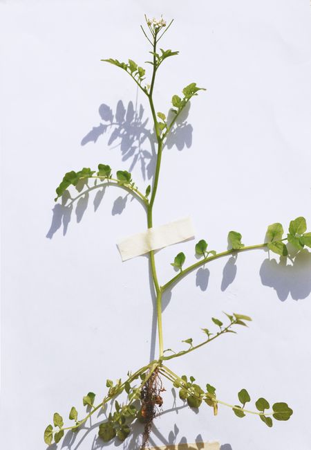 Vertical shot of a watercress plant with roots and leaves against a white background.