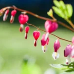 Cœur de Marie : des fleurs d’avril à juin, sans jouer les déménageurs Vibrant bleeding heart flowers in full bloom captured in a lush garden setting.