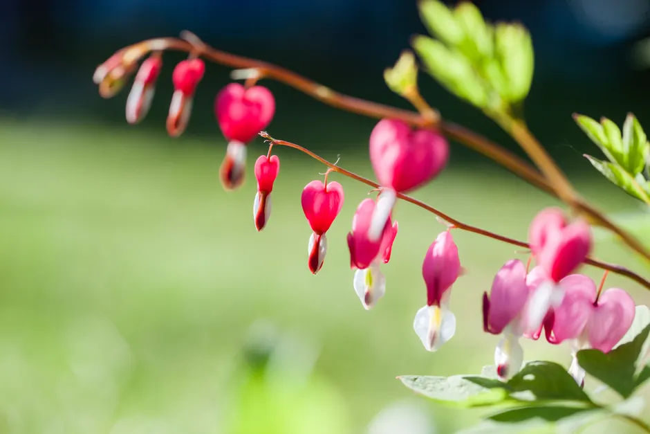 Vibrant bleeding heart flowers in full bloom captured in a lush garden setting.