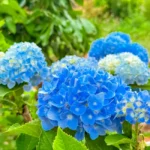 Hortensia en été: deux types de fleurs, un massif cohérent Vibrant blue hydrangea flowers captured in a lush garden in Gia Lai, Vietnam.