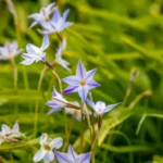 Ipheion uniflorum : 5 cm de profondeur, des étoiles au printemps Vibrant blue Tristagma uniflorum flowers in a lush green meadow, showcasing nature's elegance.
