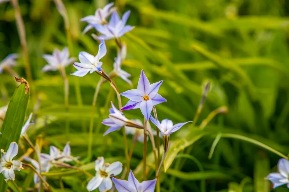 Vibrant blue Tristagma uniflorum flowers in a lush green meadow, showcasing nature's elegance.