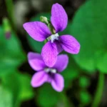 Violette odorante : 15 cm, une floraison dès février, et ça se ressème Vibrant close-up of a sweet violet flower blooming outdoors in Beaver, MN.