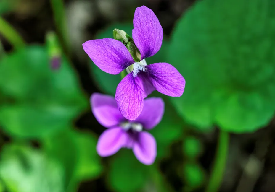 Vibrant close-up of a sweet violet flower blooming outdoors in Beaver, MN.