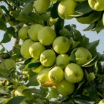 Quel pommier planter en 2026? Le climat tranche Vibrant green apples hanging from a tree branch in a sunny Malatya orchard.