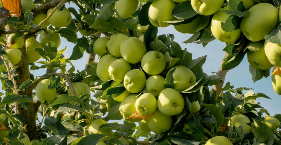 Vibrant green apples hanging from a tree branch in a sunny Malatya orchard.