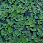 Pistia stratiotes au bassin : chaleur, hiver et rosettes qui galopent Vibrant green water lettuce plants cover a tranquil pond, creating a serene water garden effect.