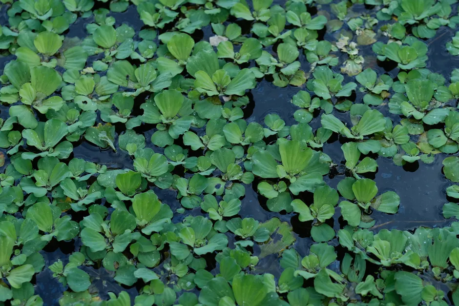 Vibrant green water lettuce plants cover a tranquil pond, creating a serene water garden effect.