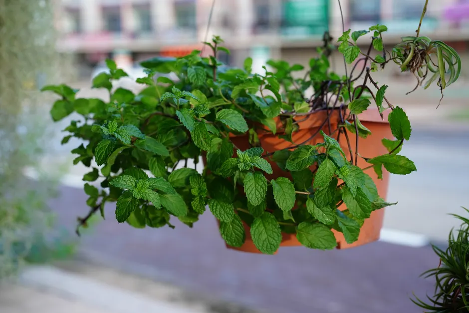 Vibrant hanging mint plant thriving in a potted environment outdoors.