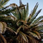 Palmes jaunes au printemps : tailler un palmier sans toucher au bourgeon Vibrant palm tree fronds stretch towards a clear blue sky, showcasing tropical nature beauty.