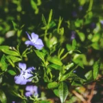 Pervenche au jardin : fleurs de février à mai, bordure à contenir Vibrant periwinkle flowers with lush green leaves in a garden setting.