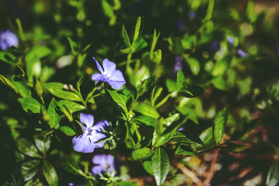 Vibrant periwinkle flowers with lush green leaves in a garden setting.