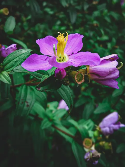 Vibrant purple osbeckia flower blooming against a lush green background in Suriyakanda, Sri Lanka.