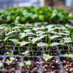 Semis 2026 : eau, chaleur, lumière, le trio qui tranche Vibrant seedlings growing in trays, perfect for gardening enthusiasts and horticulture projects.