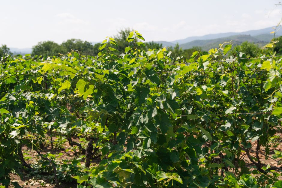 Vibrant vineyard with rows of grapevines under a clear sky, perfect for winemaking concepts.