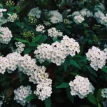 Vibrant white spirea flowers blooming abundantly in a lush green garden.