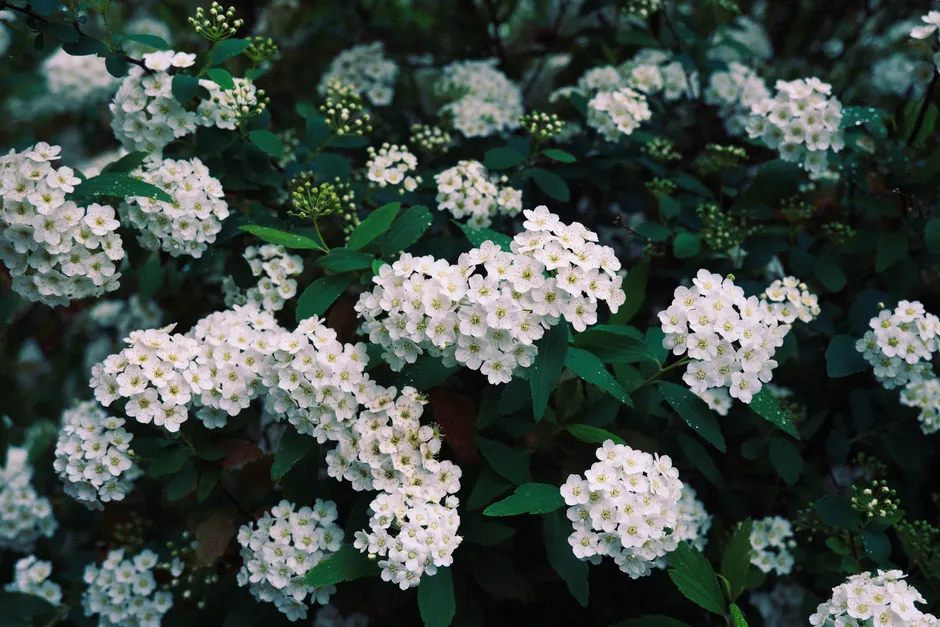 Vibrant white spirea flowers blooming abundantly in a lush green garden.