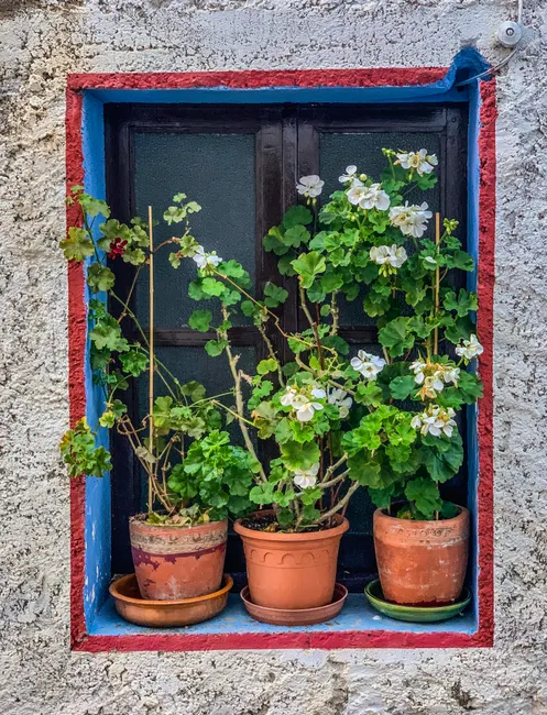 Vibrant window with red and blue frame and potted geraniums in bloom.