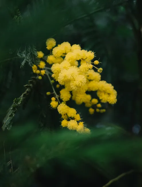 Vibrant yellow mimosa flowers in full bloom against a lush green background.