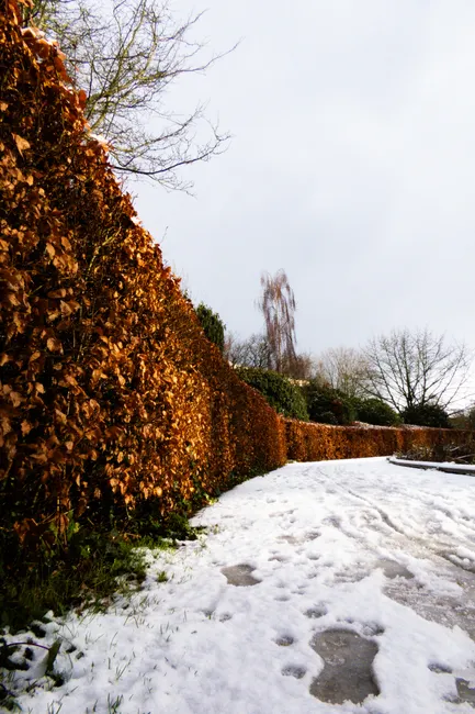 Winter scene of a snowy path bordered by frosted autumn-colored hedge under a cloudy sky.