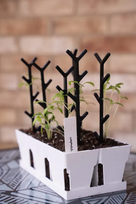 Young tomato seedlings supported by black plant holders in a white container.